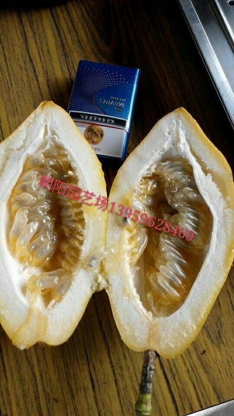 百香果苗木瓜百香果