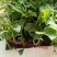 百香果苗木瓜百香果