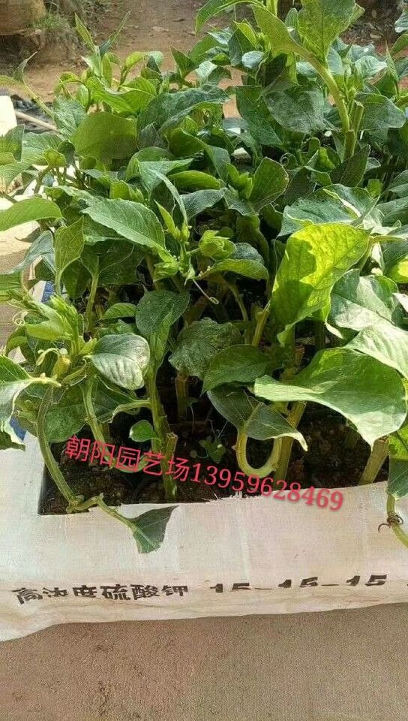 百香果苗木瓜百香果