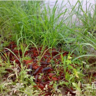 小龙虾小龙虾主养4-6钱（20-30克）活虾