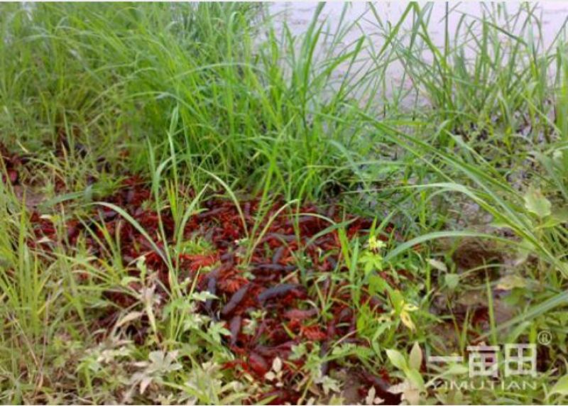 小龙虾小龙虾主养4-6钱（20-30克）活虾