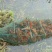 小龙虾小龙虾主养4-6钱（20-30克）活虾