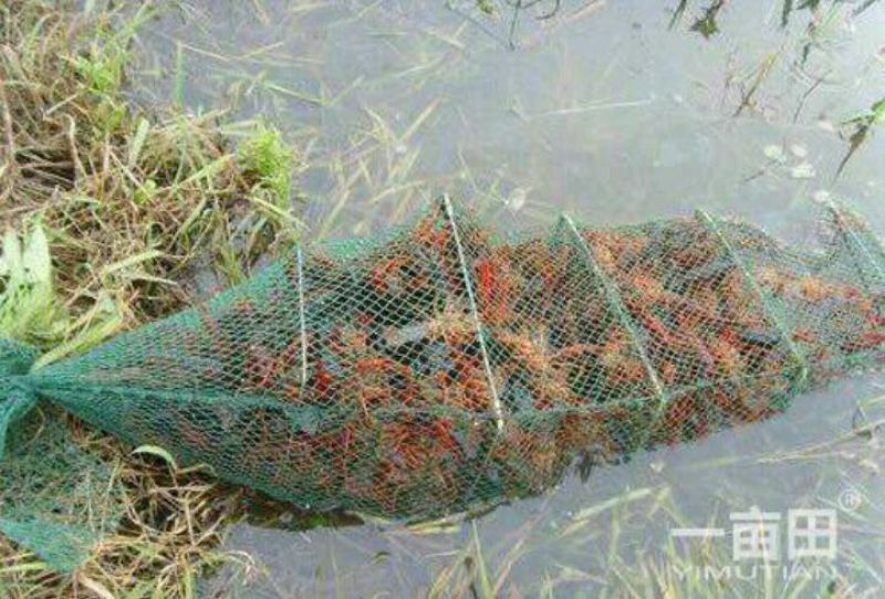 小龙虾小龙虾主养4-6钱（20-30克）活虾