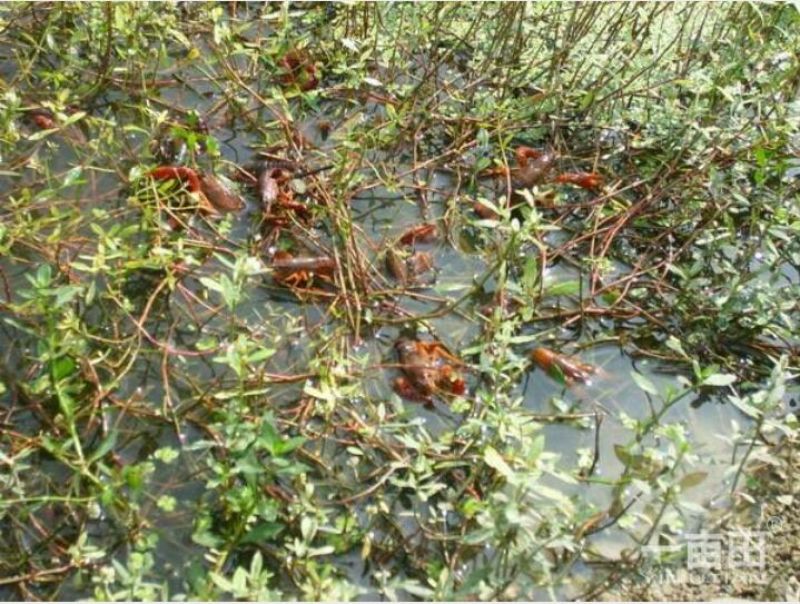 小龙虾小龙虾主养4-6钱（20-30克）活虾