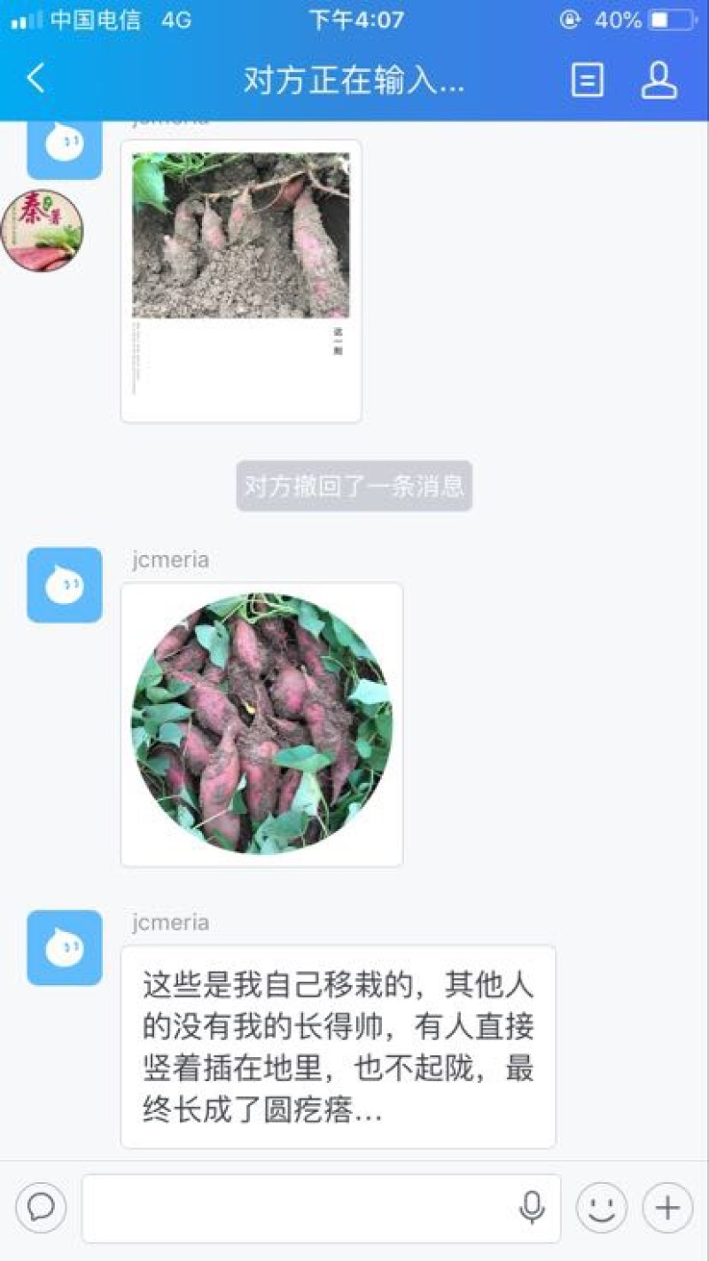 秦薯5号红薯苗陕西杨凌红薯苗