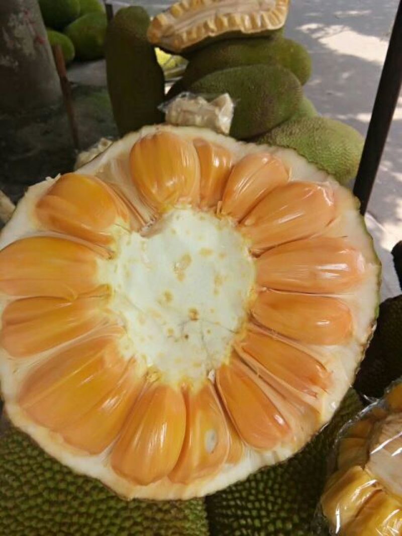 菠萝蜜苗泰国红肉菠萝蜜五号马来西亚一号品种齐全