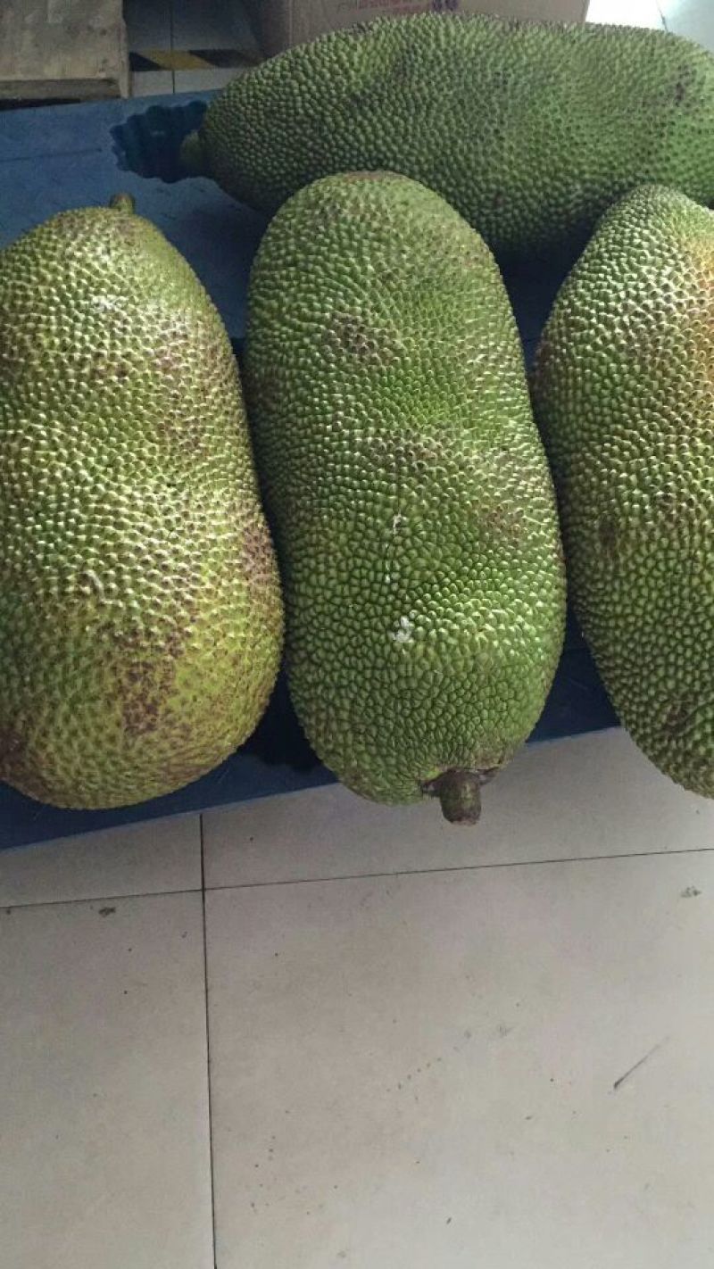菠萝蜜苗泰国红肉菠萝蜜五号马来西亚一号品种齐全