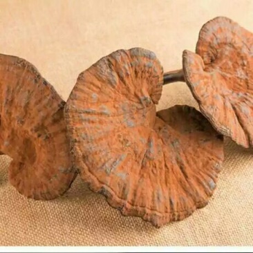 广东河源紫灵芝，黑灵芝10至12公分大量批发零售