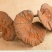 广东河源紫灵芝，黑灵芝10至12公分大量批发零售