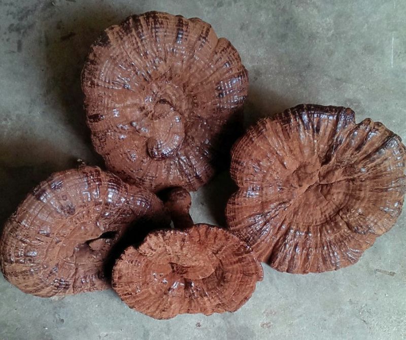 广东河源紫灵芝，黑灵芝10至12公分大量批发零售