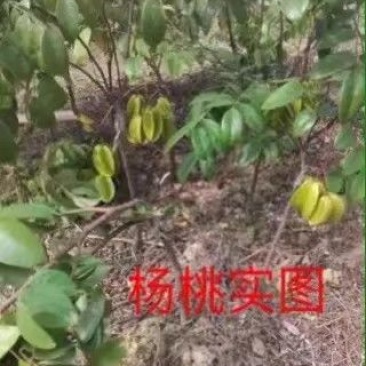 杨桃苗
