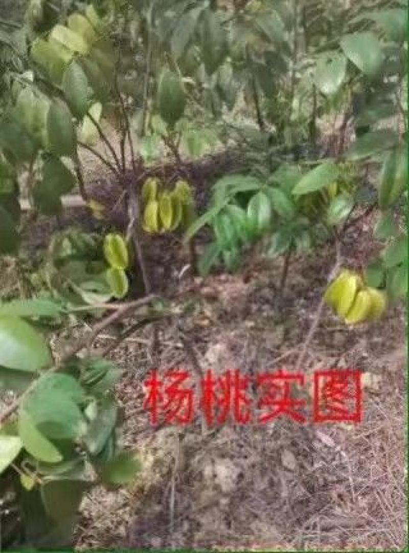 杨桃苗