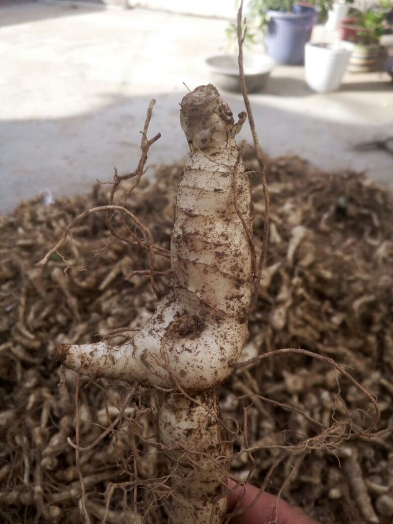 黄精甜统个