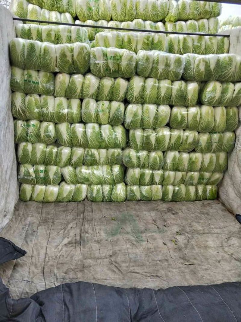 精品黄心矮颗大白菜，万亩蔬菜产区，大量供应全国