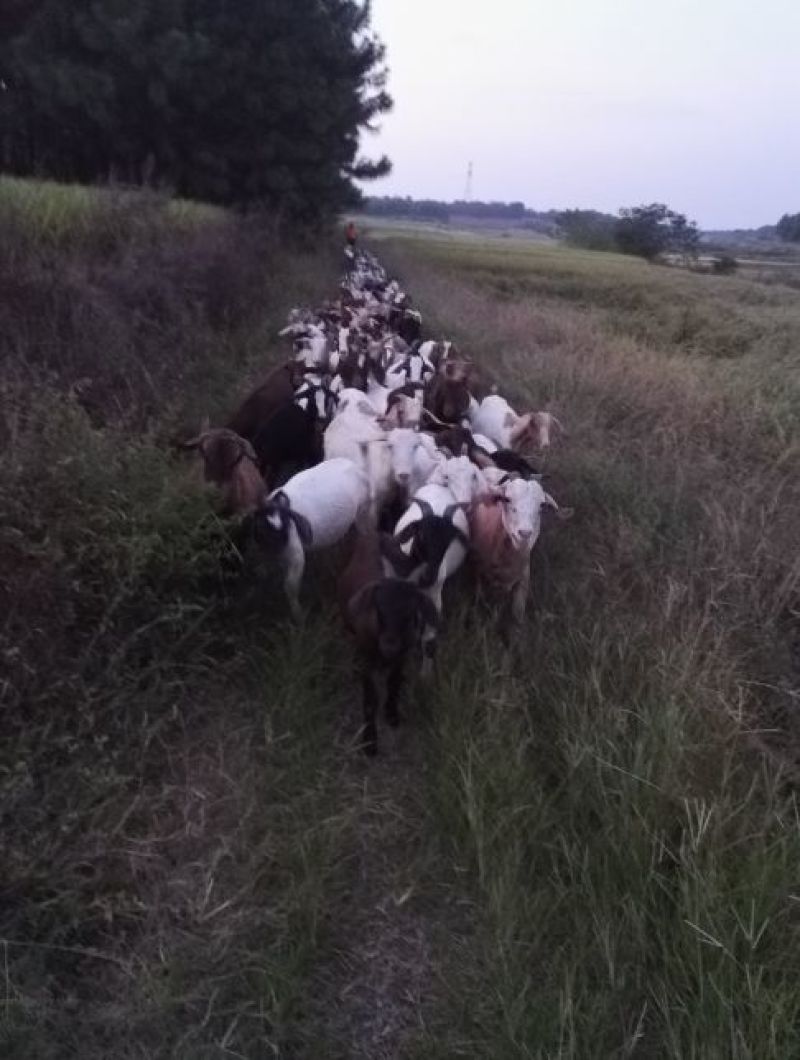 羊仔30斤以下
