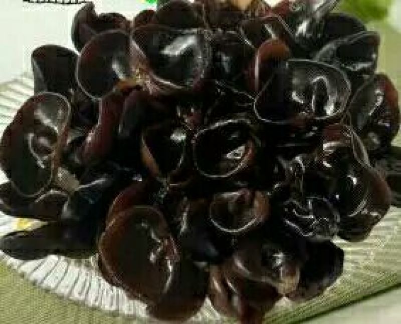 广东河源黑木耳，碗耳大量批发零售
