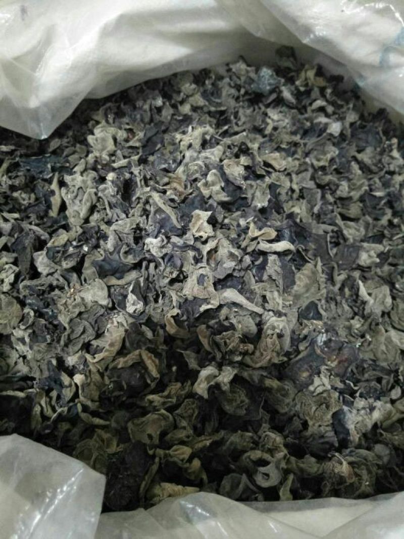 广东河源黑木耳，碗耳大量批发零售