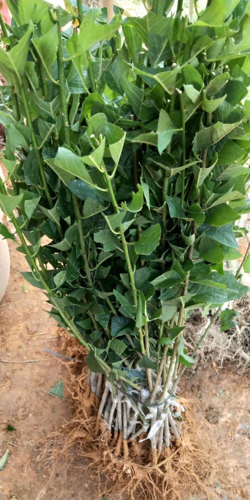 三华李树苗40~50cm