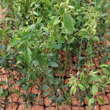 三华李树苗40~50cm