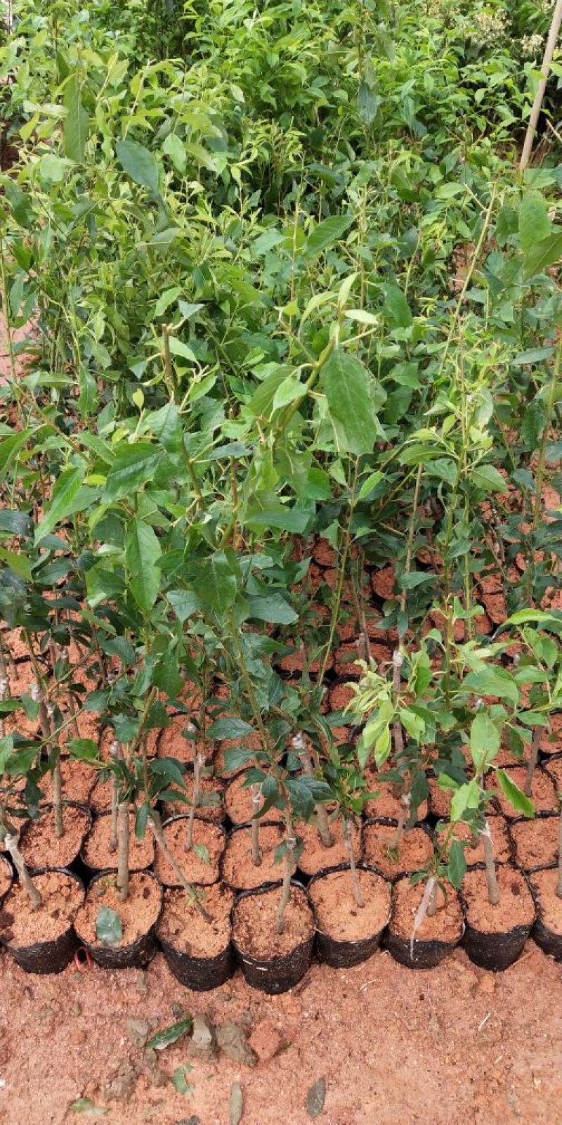 三华李树苗40~50cm