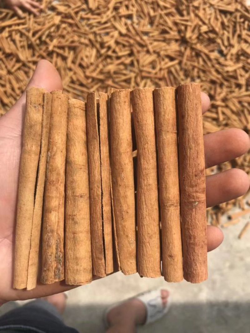 桂皮散装一级