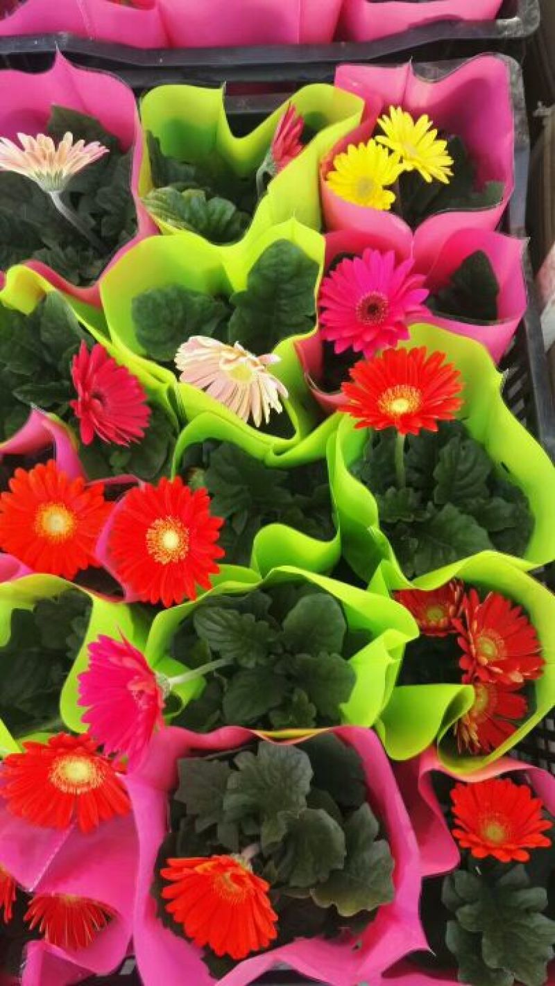 非洲菊