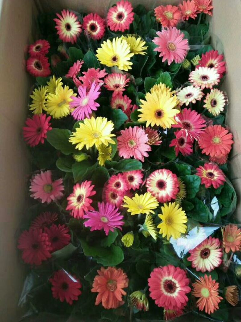 非洲菊