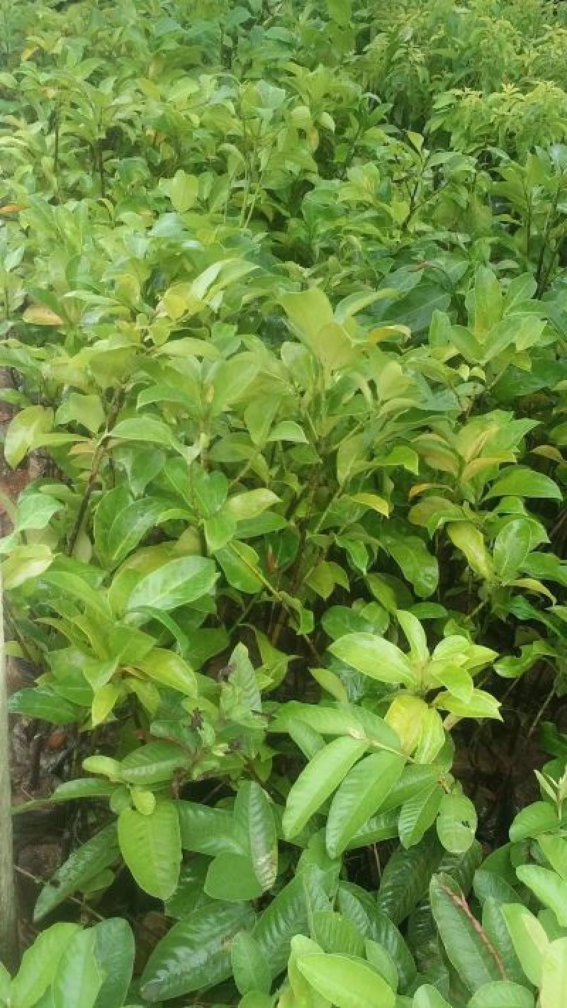 榴莲蜜苗
