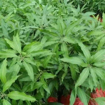 芒果苗1m以下