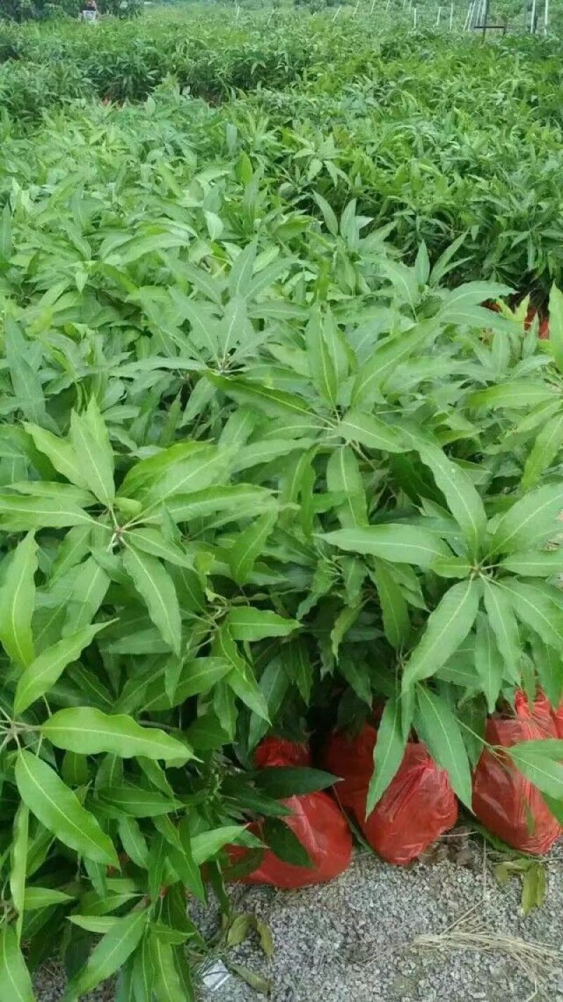 芒果苗1m以下