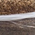 茶树菇14cm