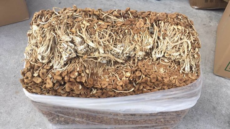 茶树菇14cm