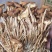 茶树菇14cm