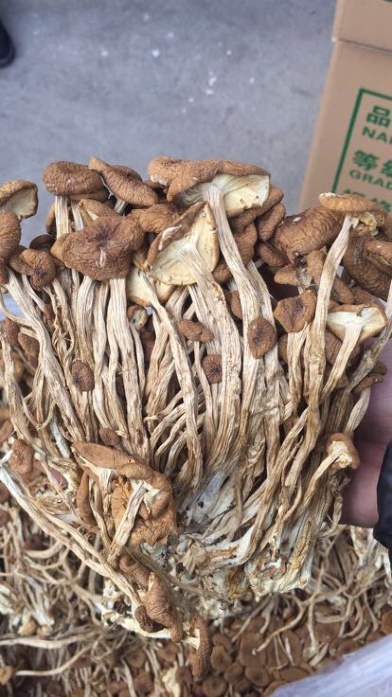 茶树菇14cm
