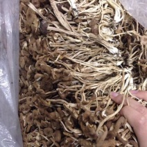 茶树菇14cm