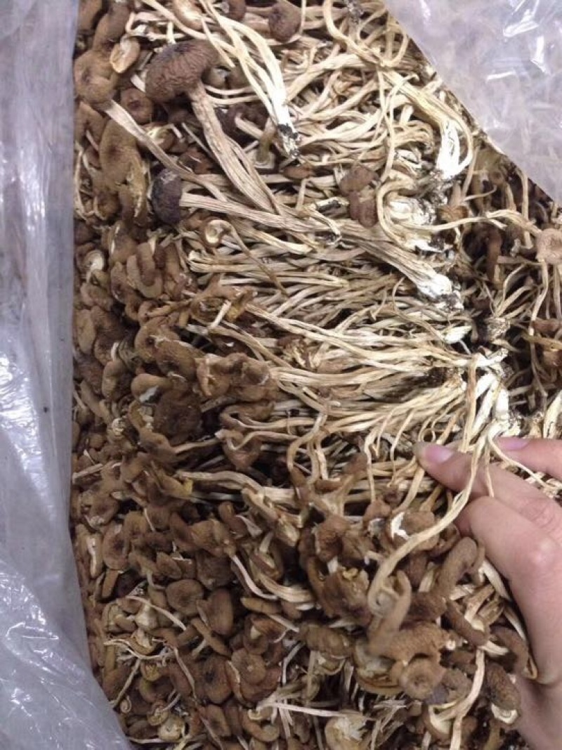 茶树菇14cm