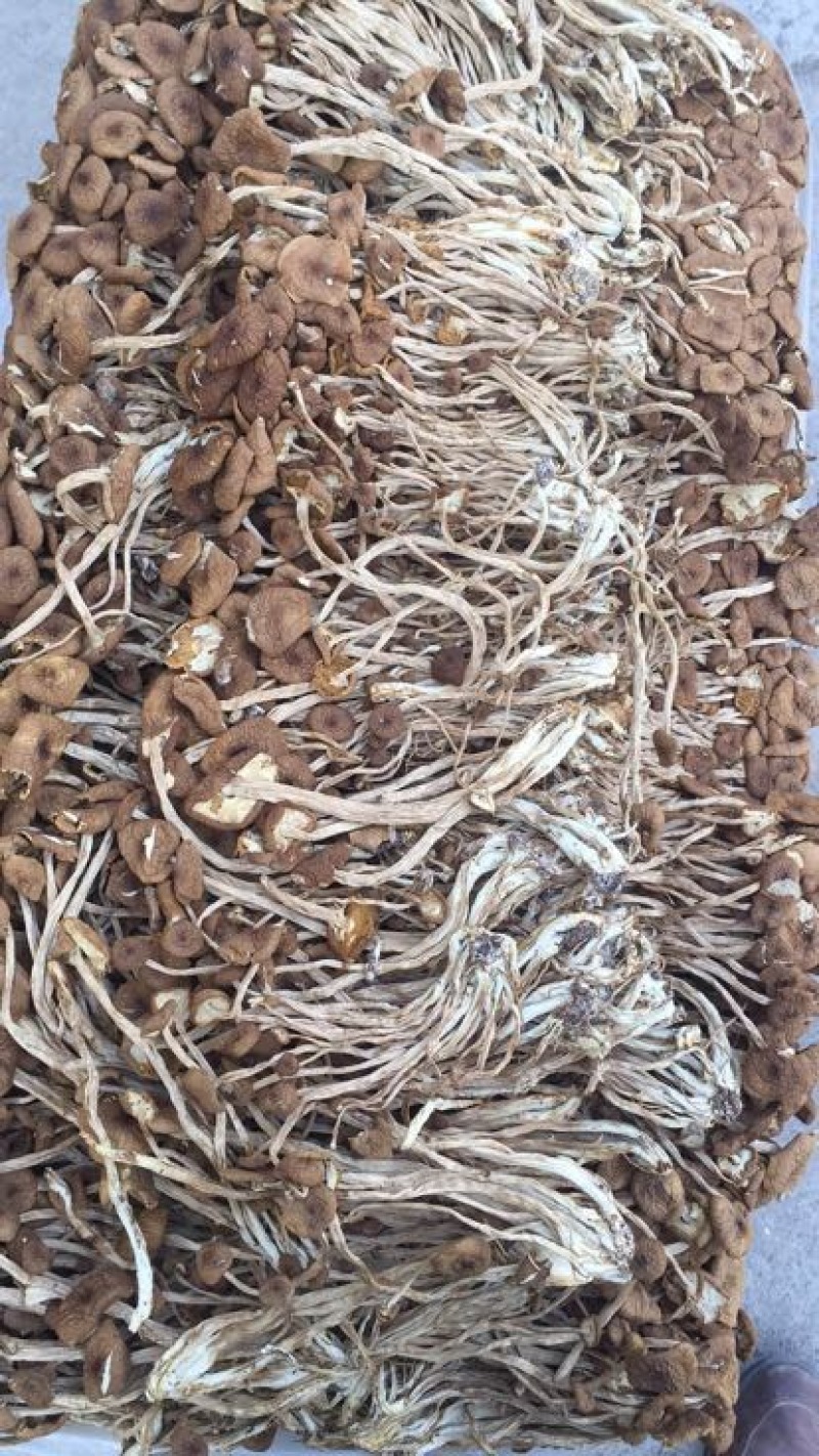 茶树菇14cm