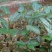 黄金百香果苗10~20cm