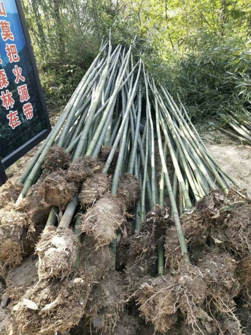 竹子7~8m
