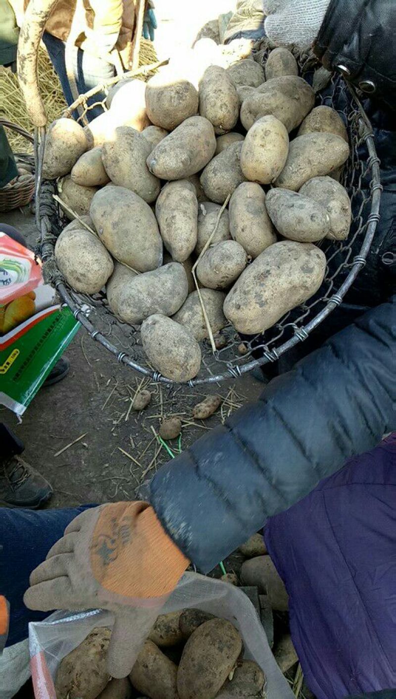 黑龙江脱毒荷兰806种子，荷兰七土豆种子，高产抗病强