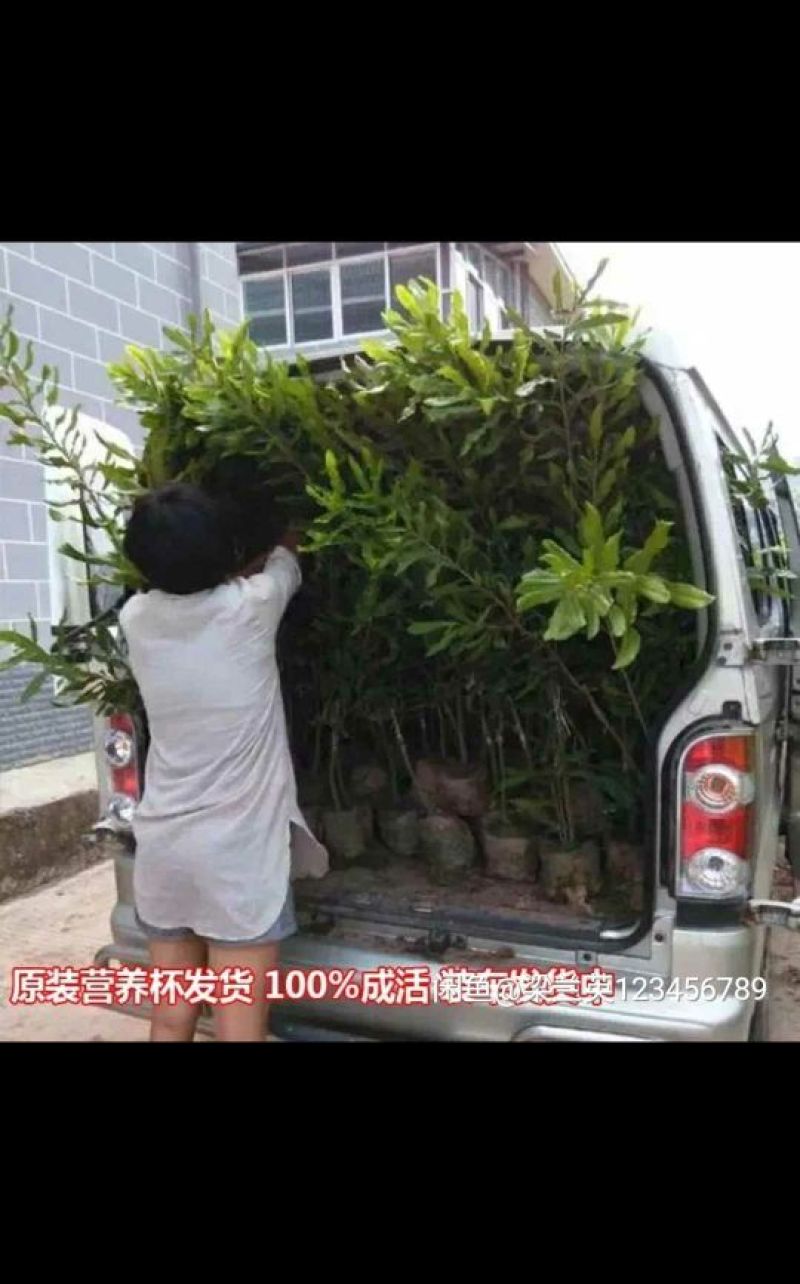 澳洲坚果苗