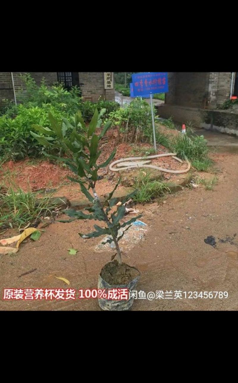 澳洲坚果苗