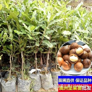 澳洲坚果苗