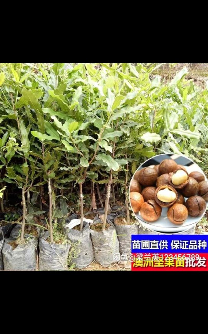 澳洲坚果苗