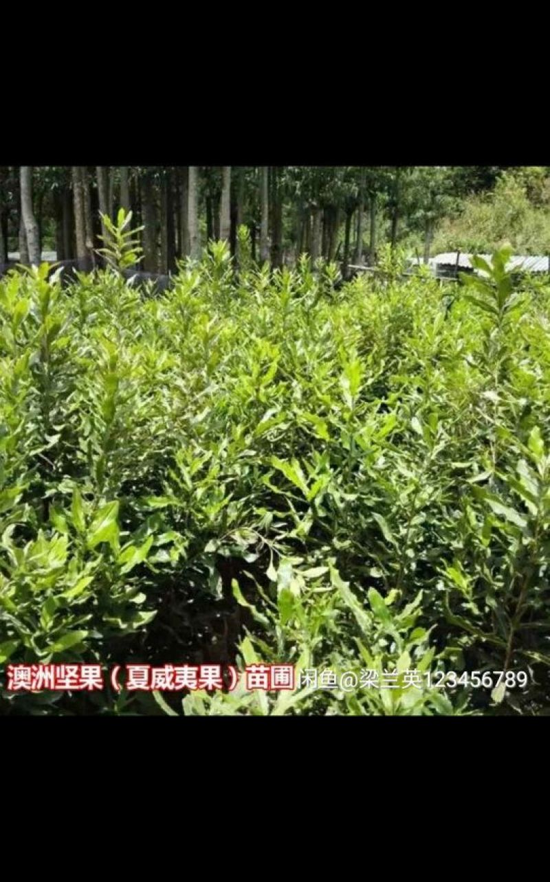 澳洲坚果苗