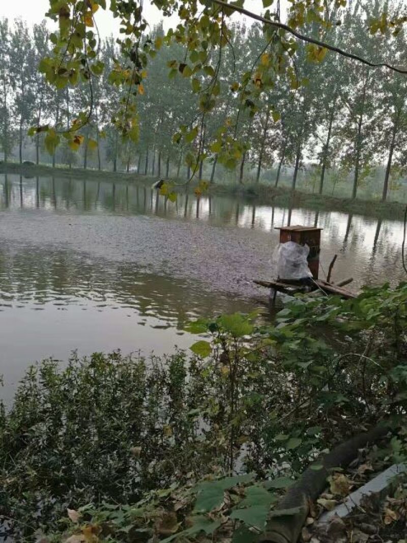 骆马湖白鲢鱼花莲