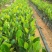 马来西亚1号菠萝蜜苗稿接树