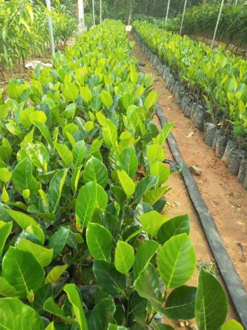 马来西亚1号菠萝蜜苗稿接树