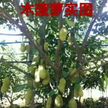 马来西亚1号菠萝蜜苗稿接树