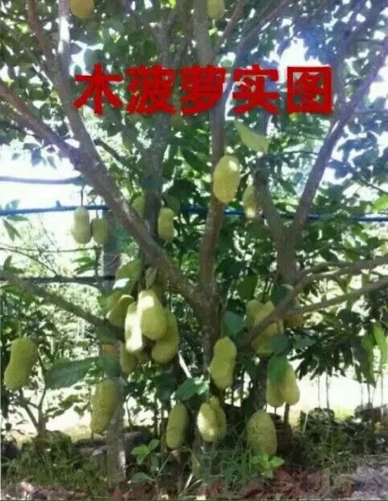 马来西亚1号菠萝蜜苗稿接树